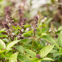 Cinnamon Basil Basilicum Pot Herb Ornamental Mexican Flower US Fast Ship... - $182.52 MXN