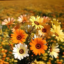 400 Seeds Orange Dimorphoteca sinuata Seeds Annual Namaqualand Daisy Her... - $330.17 MXN