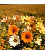 400 Seeds Orange Dimorphoteca sinuata Seeds Annual Namaqualand Daisy Her... - €14,70 EUR