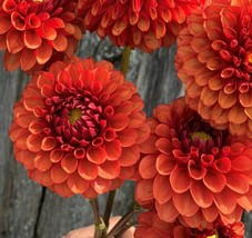 25 Brown Sugar Dahlia Seeds Flower Perennial Flowers Seeds Flowering Fre... - $8.98
