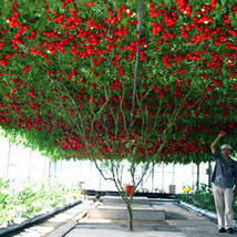 200pcs Italian Tree Tomato &#39;Trip L Crop&#39; Seeds Combo S H Vine Tomato Climbing To - £5.41 GBP