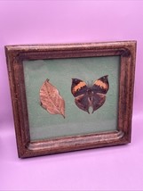 Vintage Set Of 2 Butterfly Orange Indian Oakleaf Dead Leaf Butterflies T... - $39.59