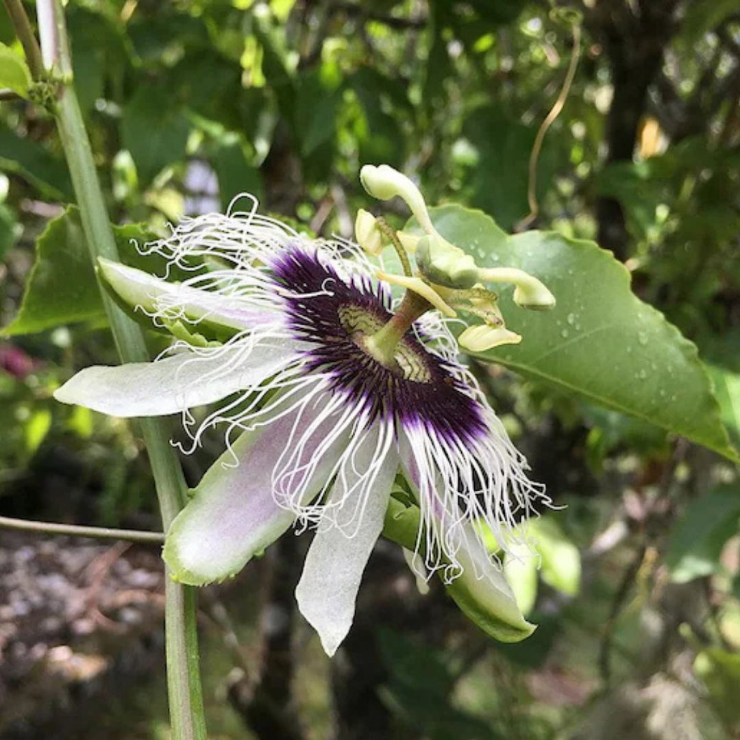 Passion Flower Purple Granadilla Passiflora Edulis - 10 Seeds - Plants ...