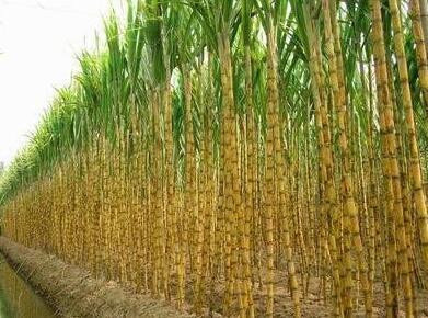 100+ Sugar Cane Seeds Fresh