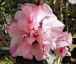 LIVE PLANT DOUBLE ROSE OF SHARON 1/2 to1&#39; HIBISCUS ALTHEA PINK FLOWERING... - £36.02 GBP