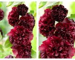 50 Seeds Black Chaters Double Hollyhock Garden - £32.98 GBP