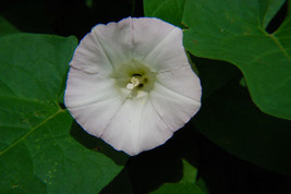 Morning Glory Ipomoea Pearly Gates 25 Seeds Garden Beautiful USA Seller - £10.96 GBP