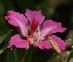 Purple Orchid Tree 10 Seeds Bauhinia Purpureatropical Fresh Garden - £1.50 GBP