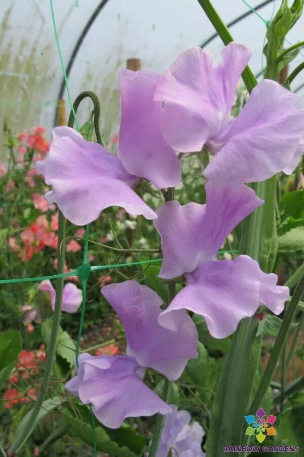 50 Daphne Sweet Pea Seeds Planting Gardening USA SHIPPING - $12.96