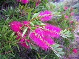 FROM US 40 Seeds Callistemon Violaceus Violet Bottlebrush GV18 - £26.18 GBP