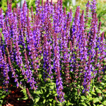 Perennial Perovskia Atriplicifolia &#39;Russian Sage&#39; Aromatic 60 PCS Seeds - $11.54