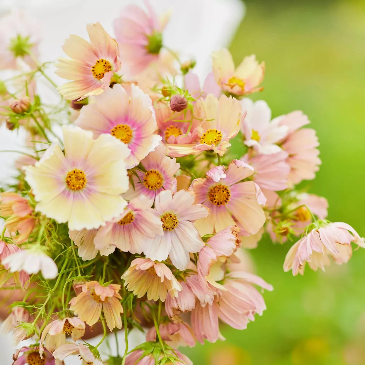 KS Apricot Lemonade Cosmos Organic Non Gmo Planting 200 Seeds  - $217.57 MXN