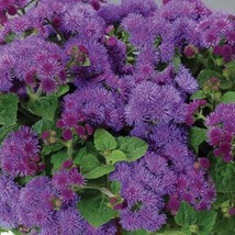 Alyssum wonderland purple flower seeds , code 842 - $4.99