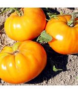 30 seeds, Golden Jubilee Tomato Seeds - $5.00
