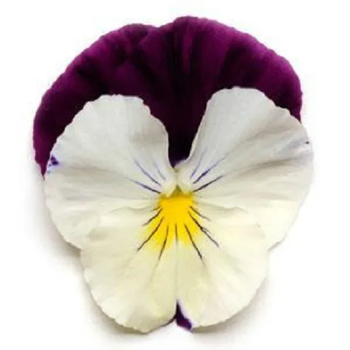 15 Pansy Seeds Cool Wave Violet Wing Trailing Pansy Hanging Pansy Fresh Seeds - £23.96 GBP