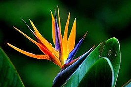 Hawaii Bird of Paradise Strelitzia Starter Plant Z - £34.99 GBP