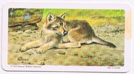Brooke Bond Red Rose Tea Card #22 Gray Wolf Animals &amp; Their Young - $0.98