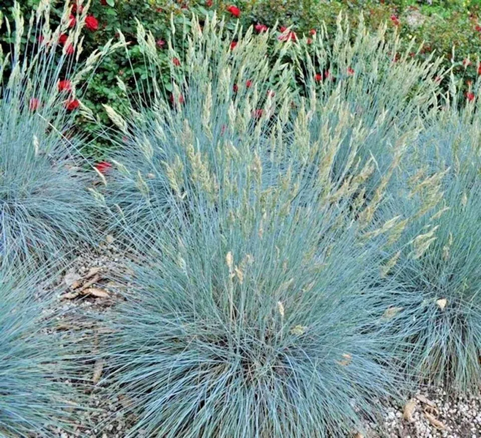 HGBO 5000 Blue Fescue Ornamental Grass Seeds Clumpingdrought Tolerant USA Seller - £10.57 GBP