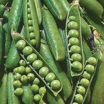 Organic Wando Peas Seeds - $3.95