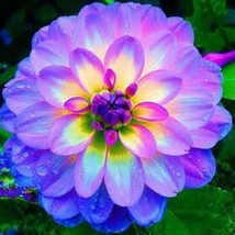 30 Purple dahlia Dahlias  Great Flower seeds For Garden decore - £7.10 GBP