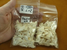 SW-1-N-4A 15/16&quot; WHOLESALE 100 Tiger Shark Tooth loose Teeth PENDANTS Je... - $314.15