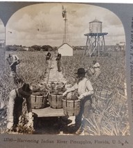 Men w Baskets Harvesting Indian River Pineapples Florida Keystone Stereoview - £4.04 GBP