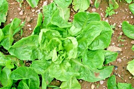 601+Sugar Loaf Endive Chicory Seeds Organic Spring Fall Container Easy Fresh - £6.65 GBP