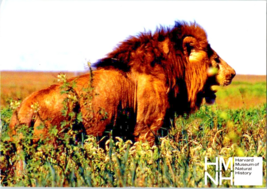 Postcard The Majestic Lion in Botswana or Zambia 2003  6 x 4&quot; - £4.57 GBP