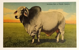 Brahman Bull Cattle Florida Pasture FL Linen Curt Teich UNP Postcard 1949 - £3.89 GBP