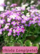 5949 stock matthiola longipetala bicornis pop thumb200