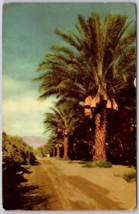 Postcard CA Coachella Valley California Date Trees Union Oil Company Card - £5.25 GBP