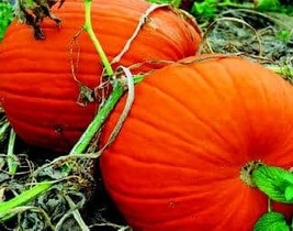 Bulk Connecticut Field Pumpkin Seeds S_S - £8.07 GBP