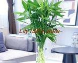 Lucky Bamboo Seeds CO-1492 - £6.91 GBP