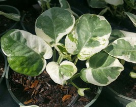 N-Joy Pothos Vine live plant ~2-3 leaves Houseplant indoor/outdoor - £23.20 GBP