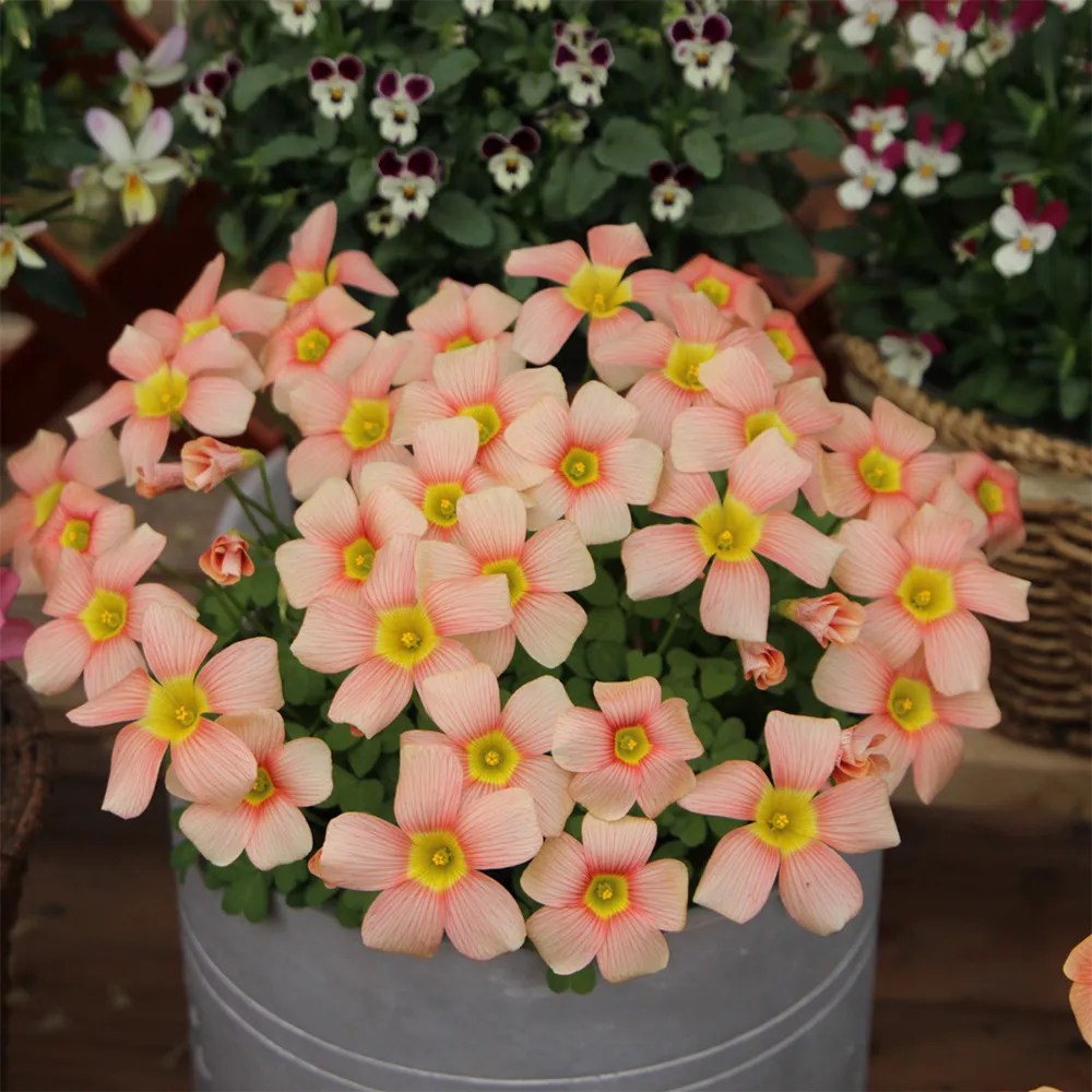 fresh Oxalis Obtusa Series Bulb - Apple, Pack of 5 Bulbs