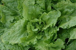 Endive Cornet de Bordeaux - Chicorium endivia - 200+ seeds - L 147 - £1.11 GBP