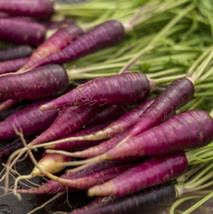 THJAR Carrot Cosmic Purple Unique Vegetable  Popular Heirloom Vegetable 200 Seed - £2.97 GBP