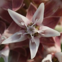 ArfanJaya 100_Seeds Asclepias speciosa Showy Milkweed Greek Milkweed - £12.94 GBP