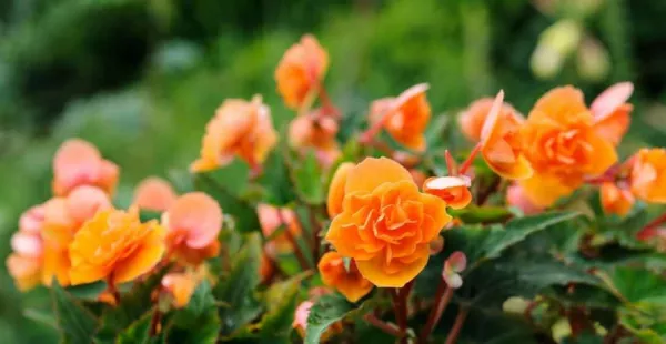 Begonia Seeds Fortune Apricot Orange Shades 15 Pelleted Seeds Fresh New - £9.80 GBP