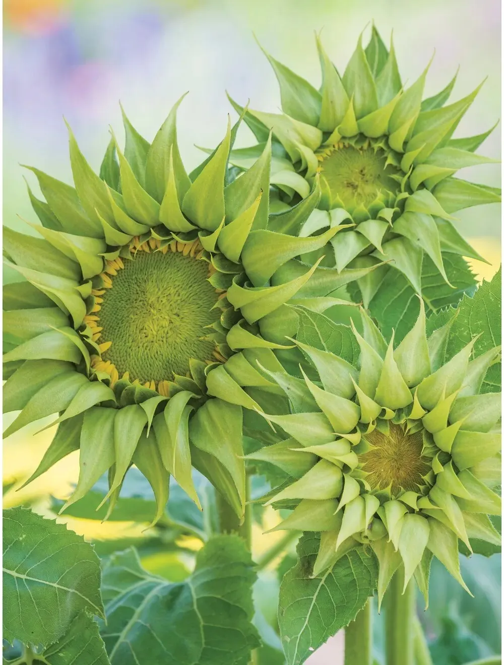 25 Seeds Helianthus Seeds Sunflower Sun Fill Green  - £12.54 GBP
