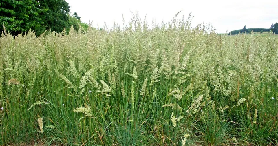 500 PRAIRIE JUNE GRASS Seeds Native Ornamental - $6.59