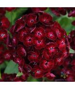 200 Crimson Sweet William Carnation Seeds - $157.58 MXN