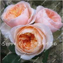 Creepers Flowers Rosa Polyantha Rose Chinese Flower Climbing Roses 100 S... - $8.26