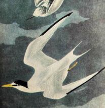 Least Tern Bird 1946 Color Art Print John James Audubon Nature DWV2J - $13.50