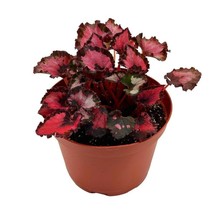 Harmony&#39;s Red Robin Begonia, in a 6 inch Pot, Very Full Large Begonia rex - £25.98 GBP