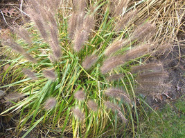 50 Black Plume Grass Moudry Seeds US Fast Shipping - $12.40