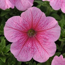 USA Seller 1000 Petunia Seeds Daddy Pink Seeds Fast Shipping - $31.45