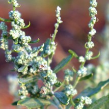 New Fresh Seeds Red Aztec Spinach Seeds Organic Lamb S Quarters Chenopodium Berl - $7.98