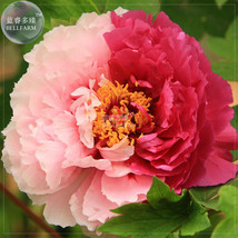 Peony Light Pink &amp; Dark Red Flower Seeds Big Blooms Double Colors Flowers Garden - $11.71