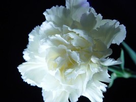 Nouveau! 30 + Blanc Pur  Illet Semences Florales/Pérenne - £10.73 GBP